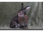 Adopt ZSA ZSA a Bunny Rabbit