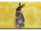 Adopt PAISLEY a Bunny Rabbit