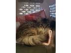 Adopt Anya - STILL AVAILABLE! a Domestic Medium Hair, Maine Coon