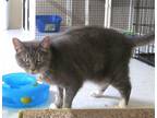 Adopt REGINA a Domestic Short Hair