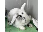 Adopt Idalia a Mini Lop, Lionhead