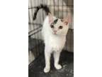 Adopt Perrine kitten a Turkish Van, Domestic Short Hair