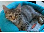 Adopt Dumplin a Domestic Short Hair