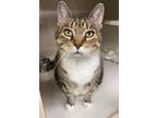 Adopt Bella a Domestic Short Hair