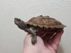 Adopt Charlotte False Map (Water Turtle) a Turtle
