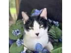 Adopt Talulah a Domestic Short Hair