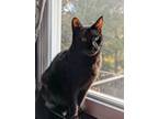 Adopt Zelda a Domestic Short Hair