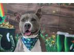 Adopt Hippolyta a American Staffordshire Terrier