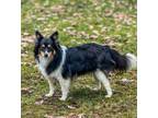 Adopt Shandi a Border Collie