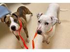 Adopt Lola and Beauty a Pit Bull Terrier