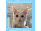 Adopt Pearl a Domestic Short Hair