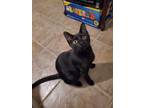 Adopt Luna a American Shorthair