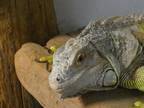 Adopt Laurie a Iguana
