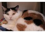 Adopt Planchette a Domestic Short Hair