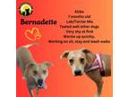 Adopt Bernadette a Terrier
