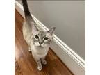 Adopt Lotus a Domestic Short Hair