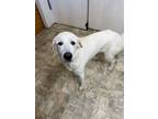 Adopt Anjelica a Great Pyrenees