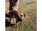 Adopt Naomi a Black Mouth Cur, Boxer