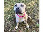 Adopt Envy a American Staffordshire Terrier