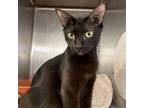 Adopt Bun Bun a Domestic Short Hair