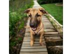 Adopt Hestia a Pit Bull Terrier, German Shepherd Dog