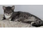 Adopt Miss Swan a Domestic Short Hair