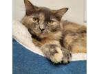 Adopt Micah a Dilute Tortoiseshell