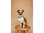 Adopt Jewel a Jack Russell Terrier