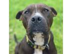Adopt Rosemary a American Staffordshire Terrier