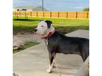 Adopt Nillie a Pit Bull Terrier