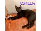 Adopt Achillia a American Shorthair