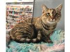 Adopt Clover a American Shorthair, Tabby