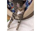 Adopt Hello Dolly a Tabby, Bengal