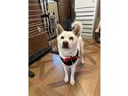 Adopt Maleficent a Shiba Inu, Jindo