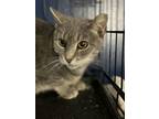 Adopt Silvie a Domestic Short Hair, Russian Blue