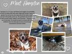 Adopt Hampton a Pit Bull Terrier