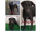 Adopt Jasper a Labrador Retriever, Mixed Breed