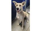 Adopt R259988/ Biscuit a Shepherd, Pit Bull Terrier