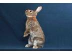 Adopt RICKABY a Bunny Rabbit