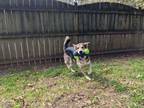 Adopt Chase a German Shepherd Dog