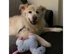 Adopt Charlie Fry a Great Pyrenees