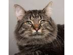 Adopt Bryce a Maine Coon, Domestic Long Hair