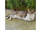 Adopt Smudge--Pronounced "Smooge" a Domestic Short Hair, Tabby
