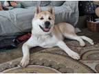 Adopt Mimi a Akita