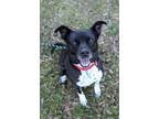 Adopt Jasper a Labrador Retriever, Pointer