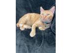 Adopt Tommy a Domestic Short Hair