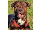 Adopt 23-445 Hunter a Pit Bull Terrier, Rottweiler