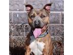 Adopt Marvin A-10 AVAILABLE a Pit Bull Terrier
