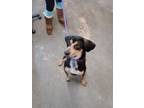 Adopt Colby a Beagle