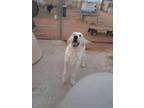 Adopt Schultzie a Airedale Terrier, Anatolian Shepherd